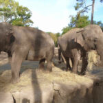Elephants-Zoo