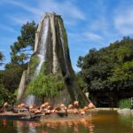 la-colonie-de-flamants